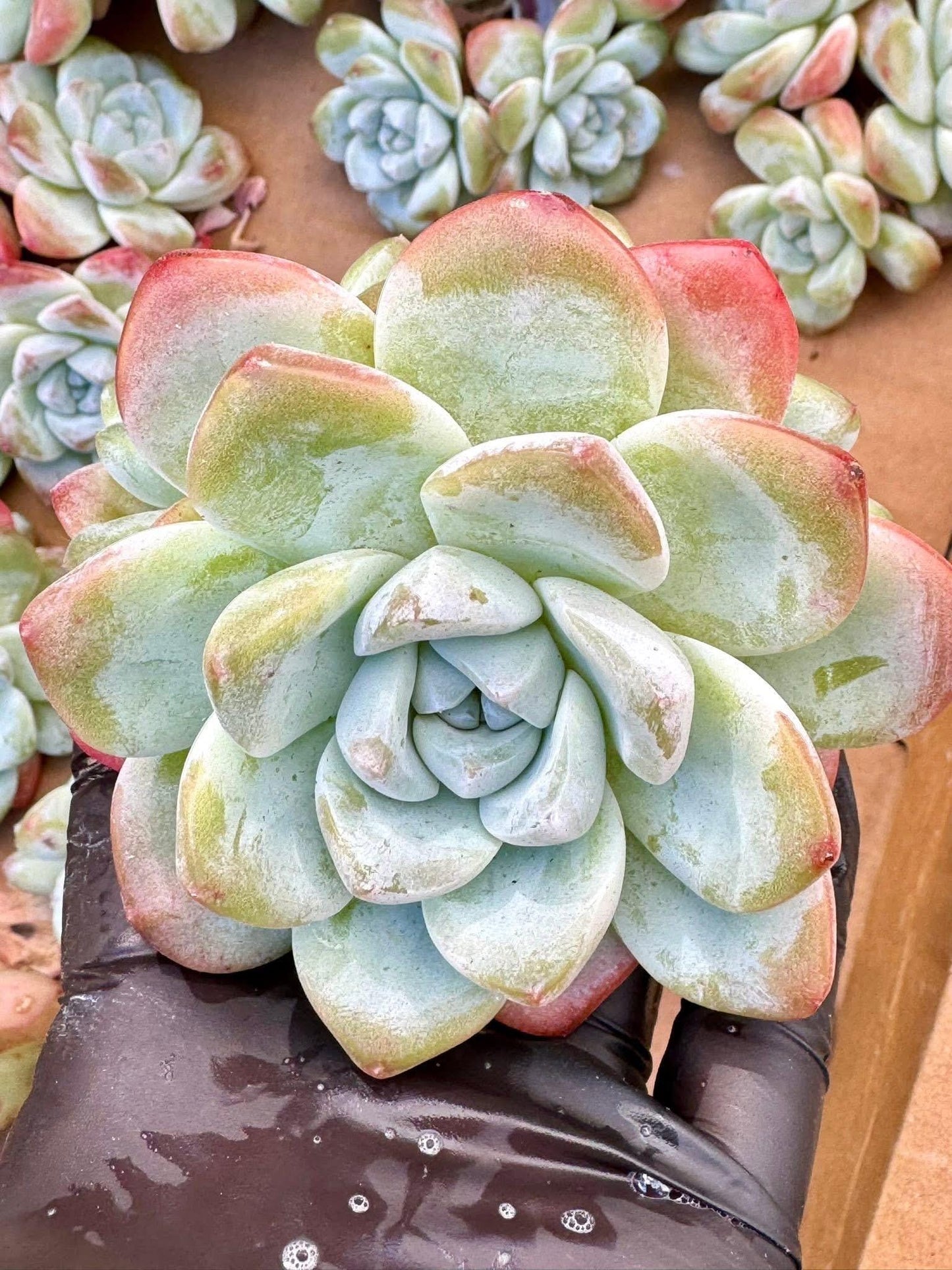 Echeveria Ice Jade | Live Succulent Plant | Korean Succulent | Rare Imported Echeveria | Imported Plants