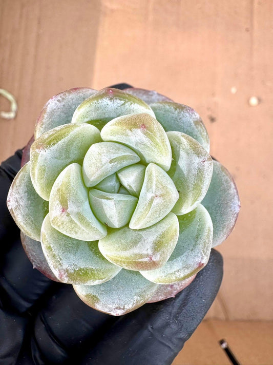 Echeveria Jade Carving | Rare Imported Succulent | Collector’s Succulent