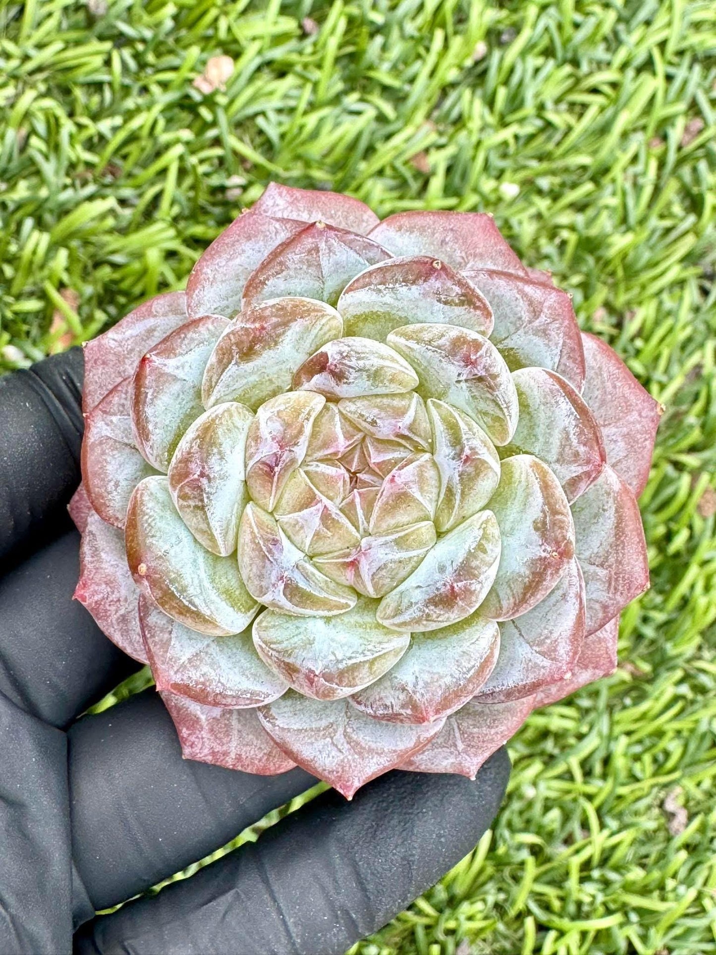 Echeveria La Tugascar | Live Succulent Plant | Korean Succulent | Variegated Echeveria | Imported Plants