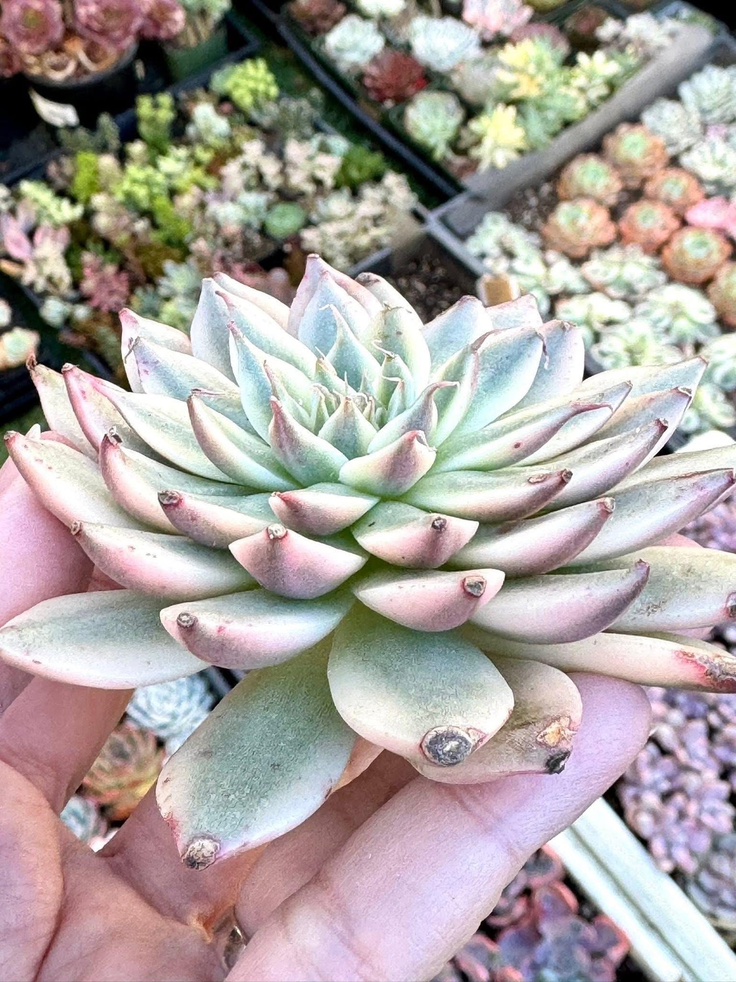 Echeveria Silver Star Variegated | Live Succulent Plant | Korean Succulent | Variegated Echeveria | Imported Plants | Echeveria Clusters