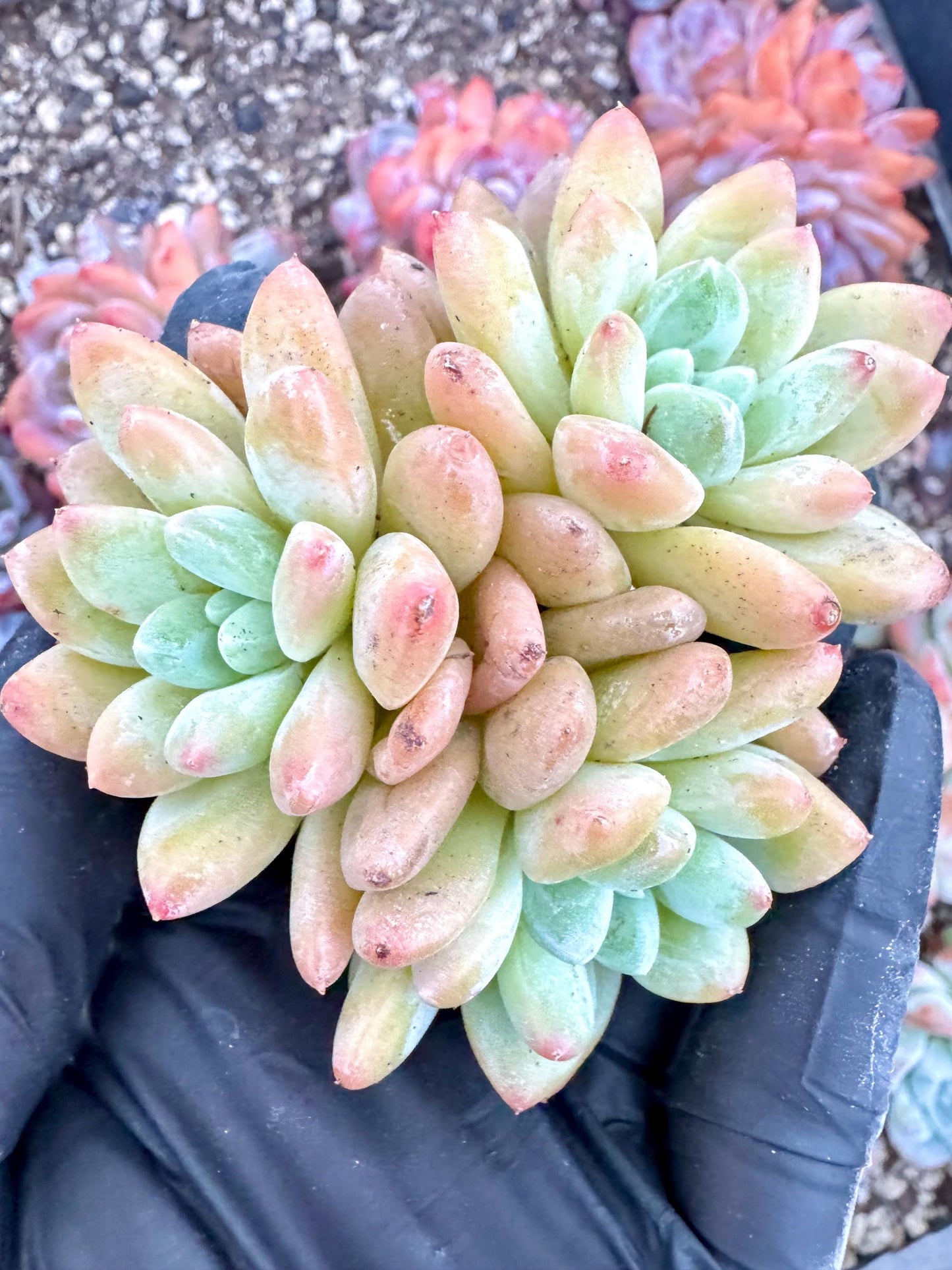 Echeveria Ruan Lingyu | Live Succulent Plant | Korean Succulent | Variegated Echeveria | Imported Plants