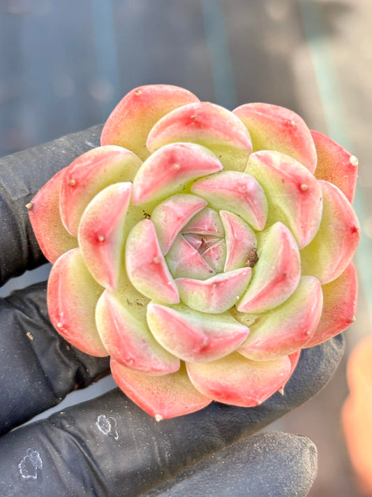 Echeveria Jade Flute | Live Succulent Plant | Korean Succulent | Rare Imported Echeveria | Imported Plants