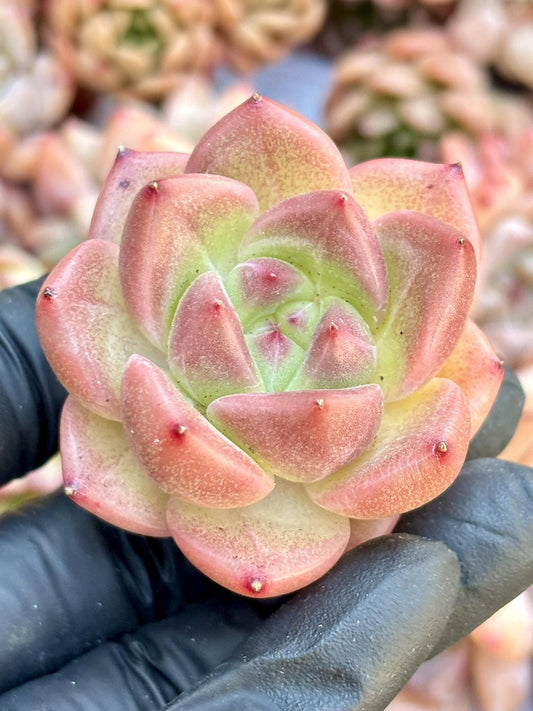 Echeveria Perrian | Live Succulent Plant | Echeveria Cluster | Rare Imported Echeveria | Imported Plants