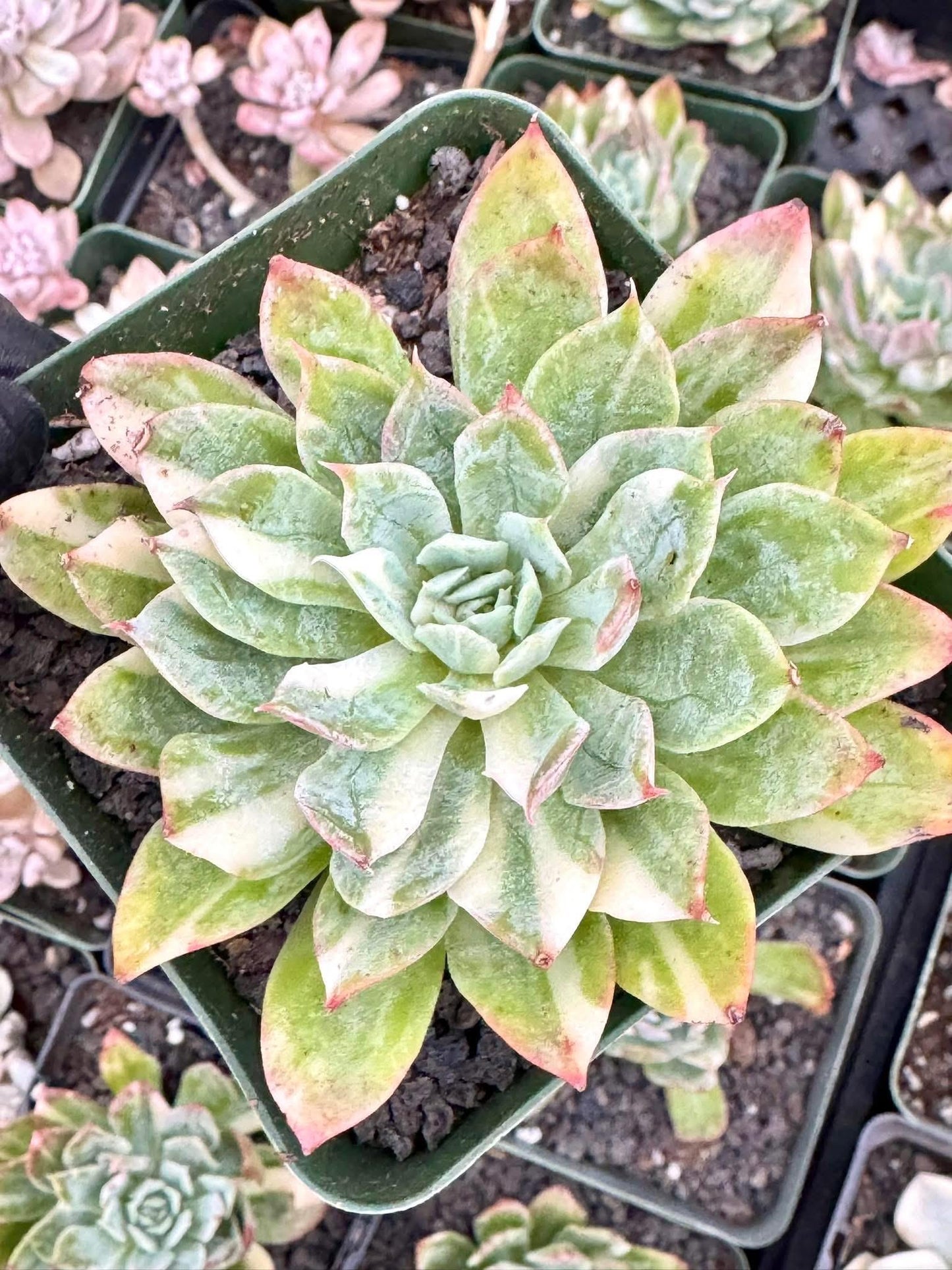 Echeveria Goblet of Fire Variegated | Live Succulent Plant | Korean Succulent | Variegated Echeveria | Imported Plants