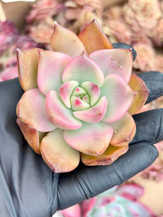 Echeveria Chimera Variegated | Live Succulent Plant | Korean Succulent | Rare Imported Echeveria | Imported Plants