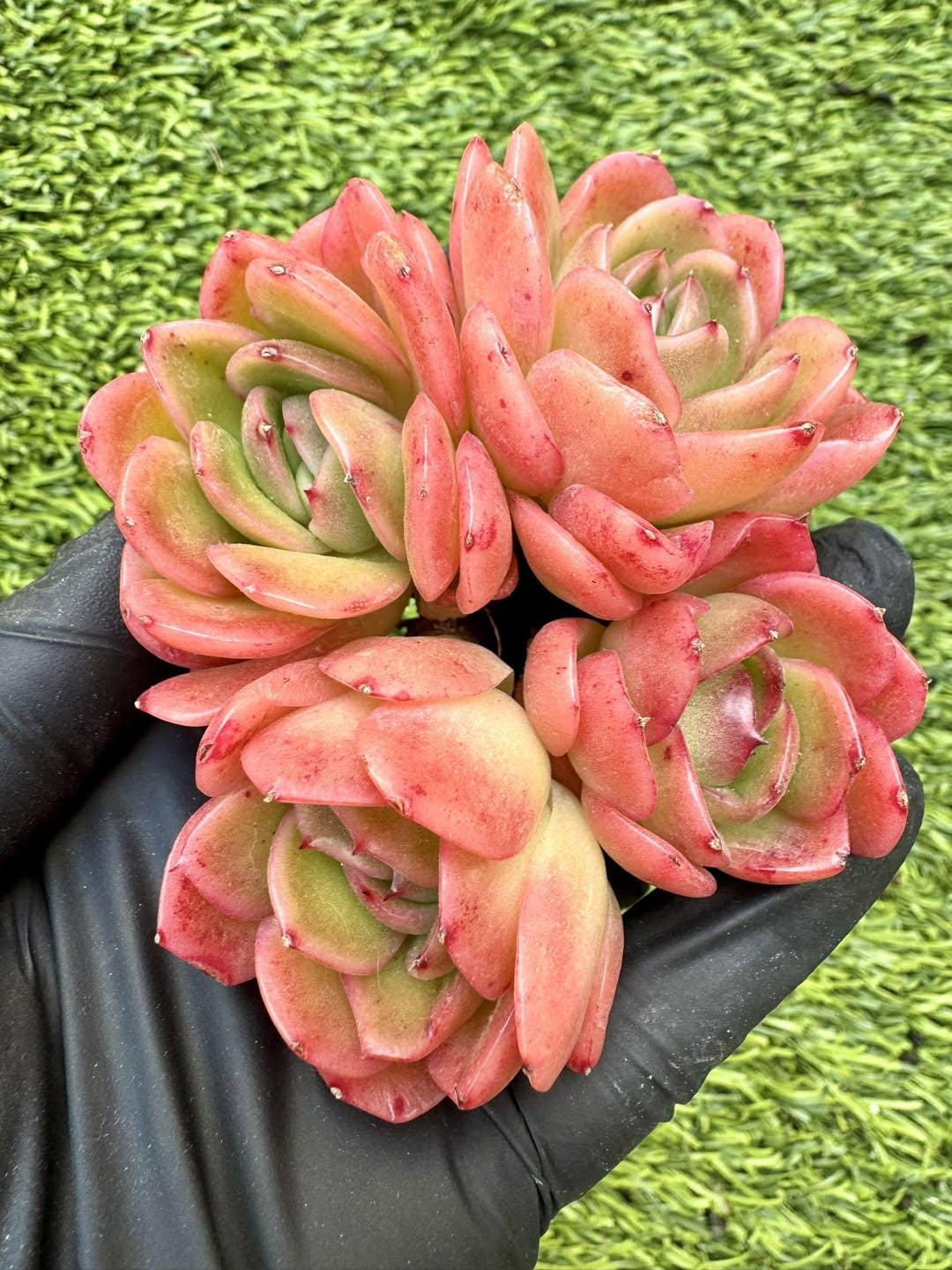 Echeveria Jade Cup | Live Succulent Plant | Korean Succulent | Rare Imported Echeveria | Imported Plants