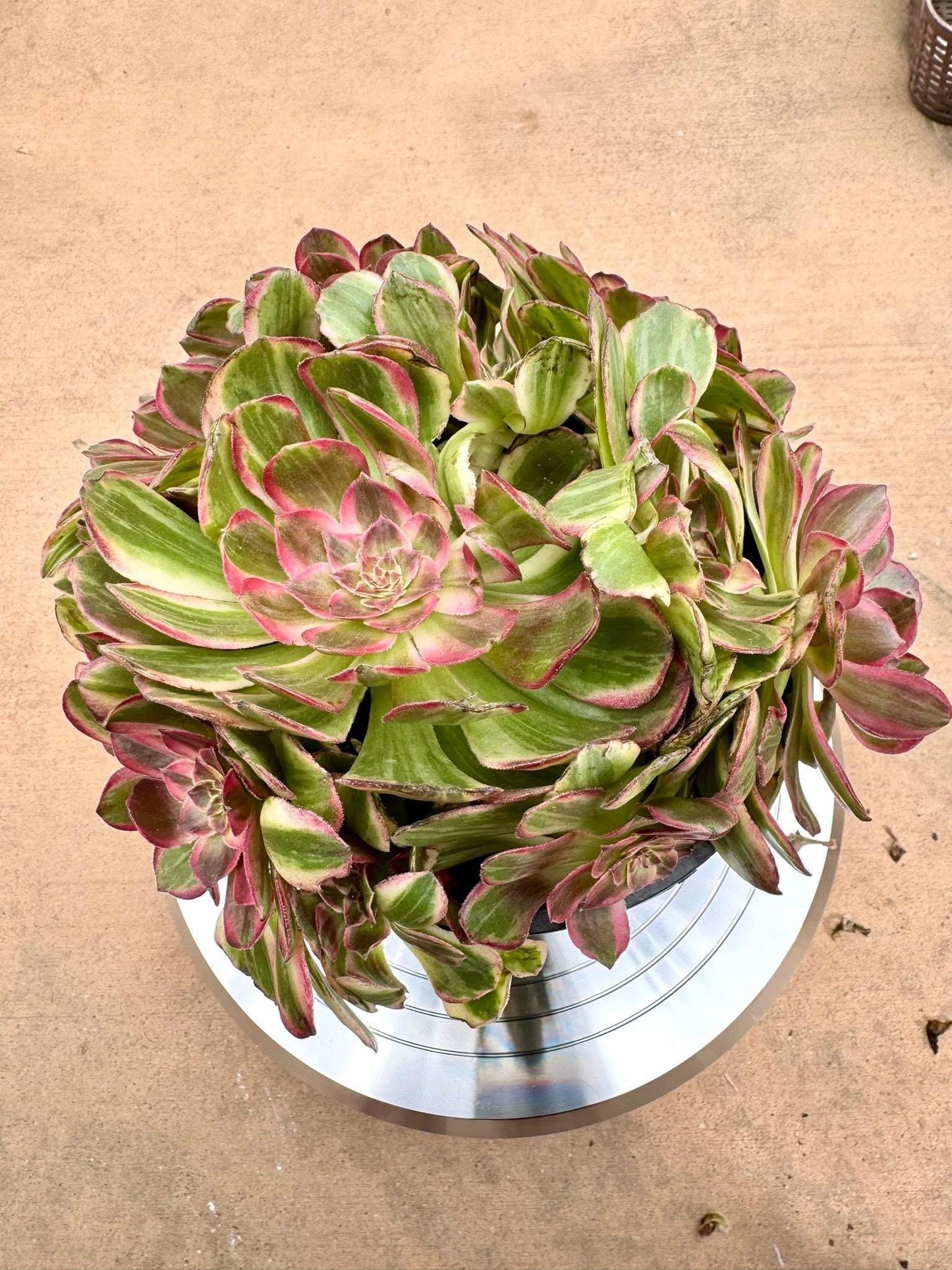 Aeonium Tangsancai Variegated | Live Succulent Plant | Korean Succulent | Rare Imported Aeonium | Imported Plants