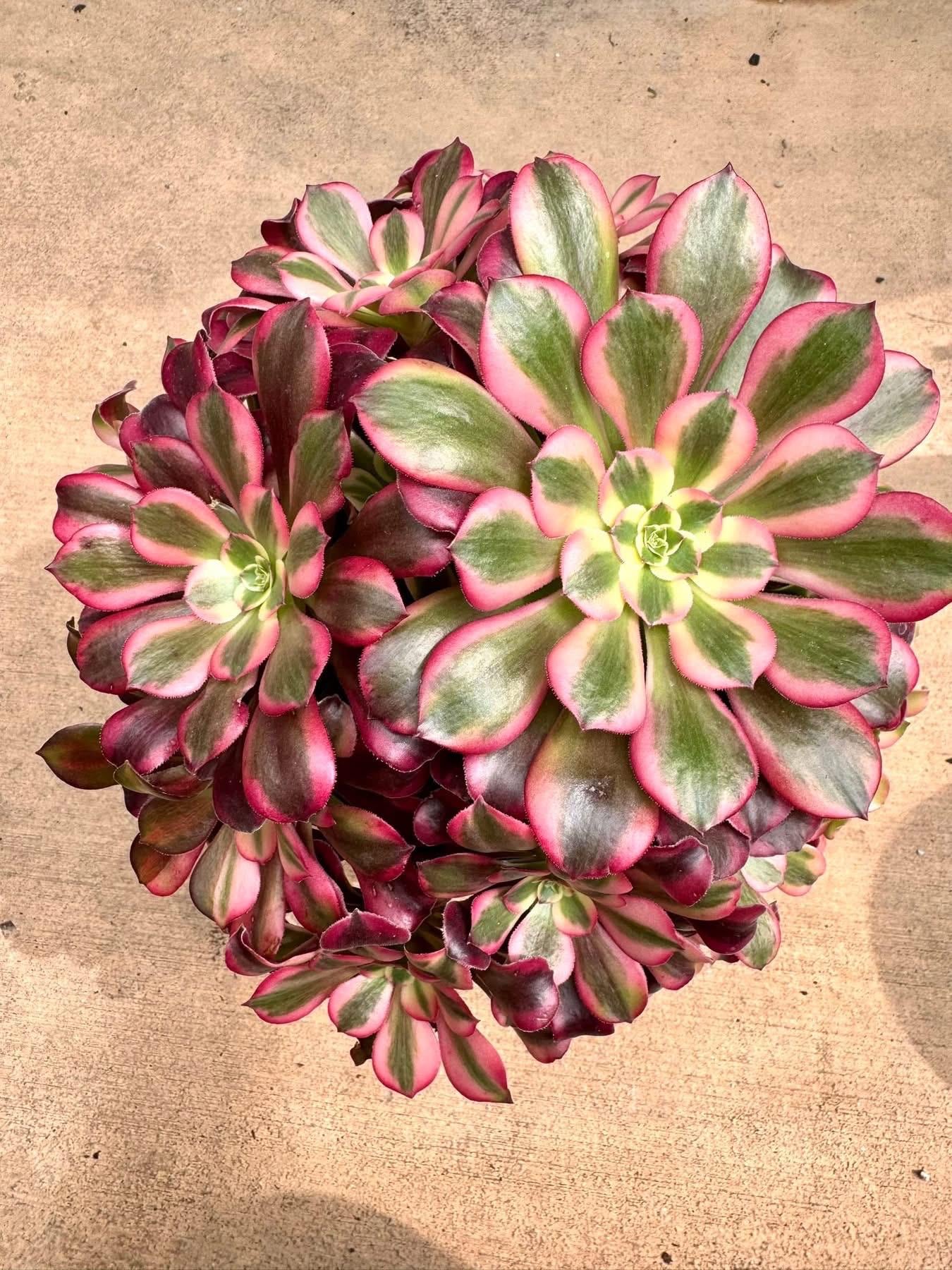 Aeonium Pink Medusa Banquet | Live Succulent Plant | Imported Succulent
