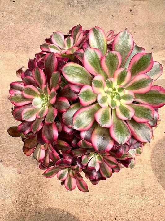 Aeonium Pink Medusa Banquet | Live Succulent Plant | Imported Succulent