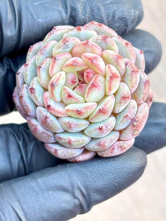 Echeveria Ball of Fat | Live Succulent Plant | Imported Plants | Imported Echeveria