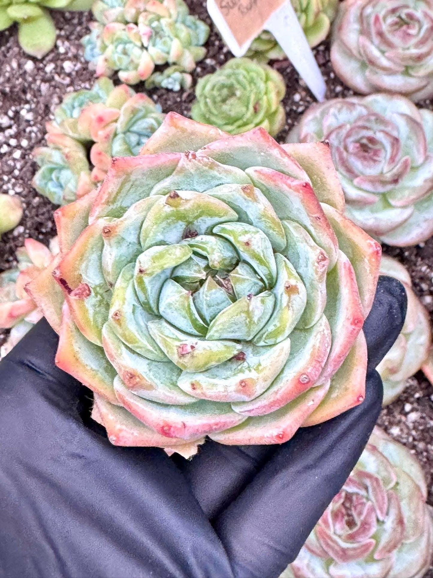 Echeveria Perfume Lily | Live Succulent Plant | Korean Succulent | Rare Imported Echeveria | Imported Plants