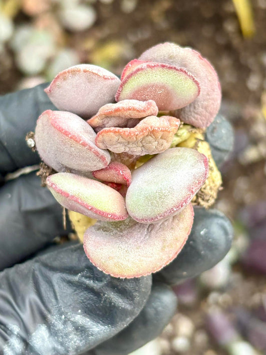 Andromiscus Little Red Egg | Live Succulent Plant | Korean Succulent | Rare Imported Echeveria | Imported Plants