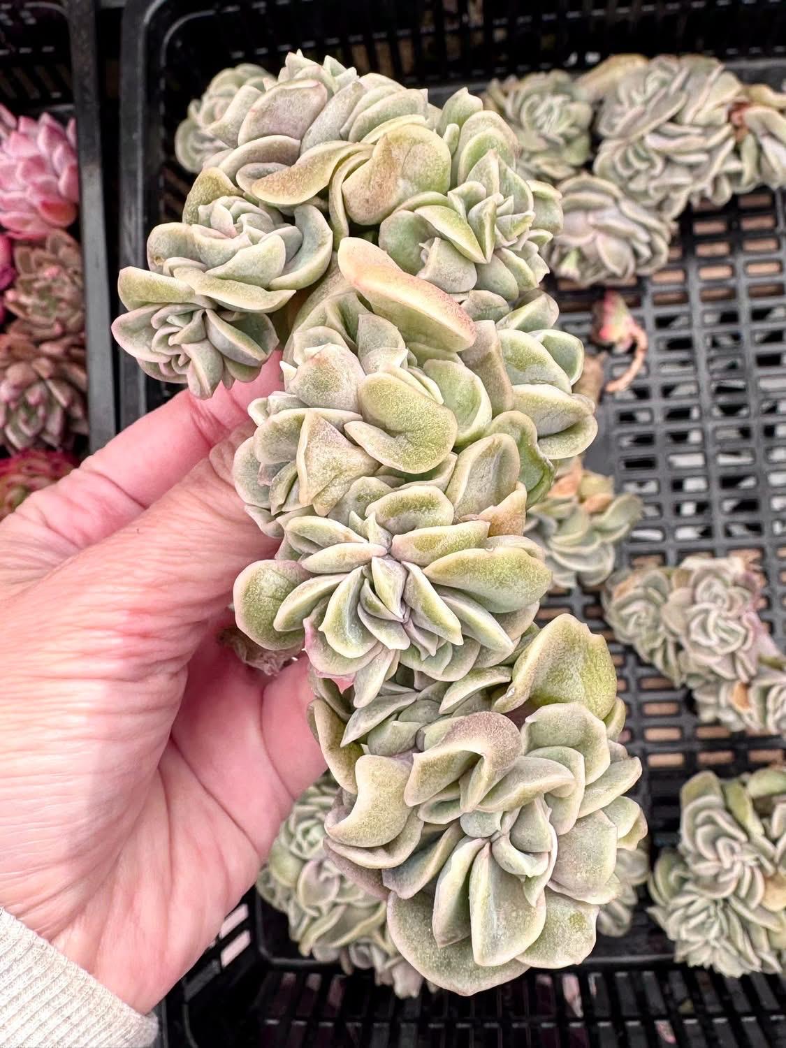 Echeveria Lovely Rose Crested | Rare Imported Succulent | Collector Succulent