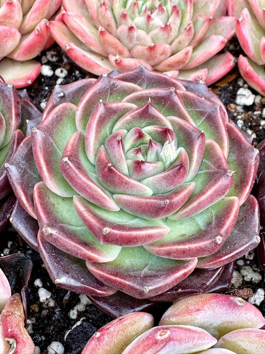 Echeveria Mocca | Rare Imported Succulent | Collector’s Succulent