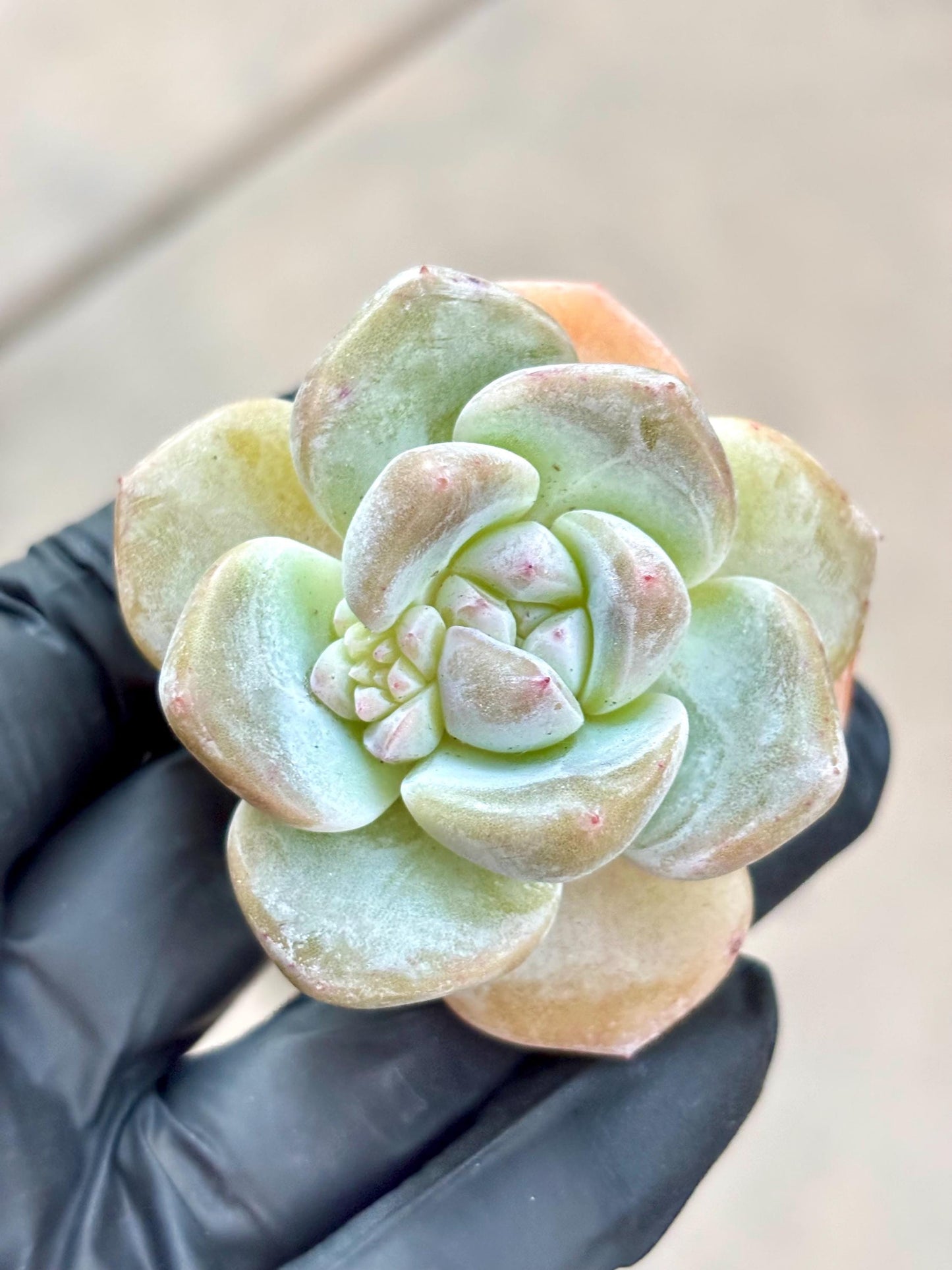 Echeveria Eve Snow | Live Succulent Plant | Korean Succulent | Variegated Echeveria | Imported Plants