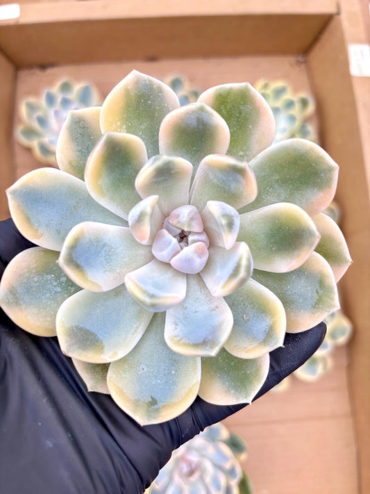 Echeveria Tynie Berger Variegated | Live Succulent Plant | Korean Succulent | Rare Imported Echeveria | Imported Plants