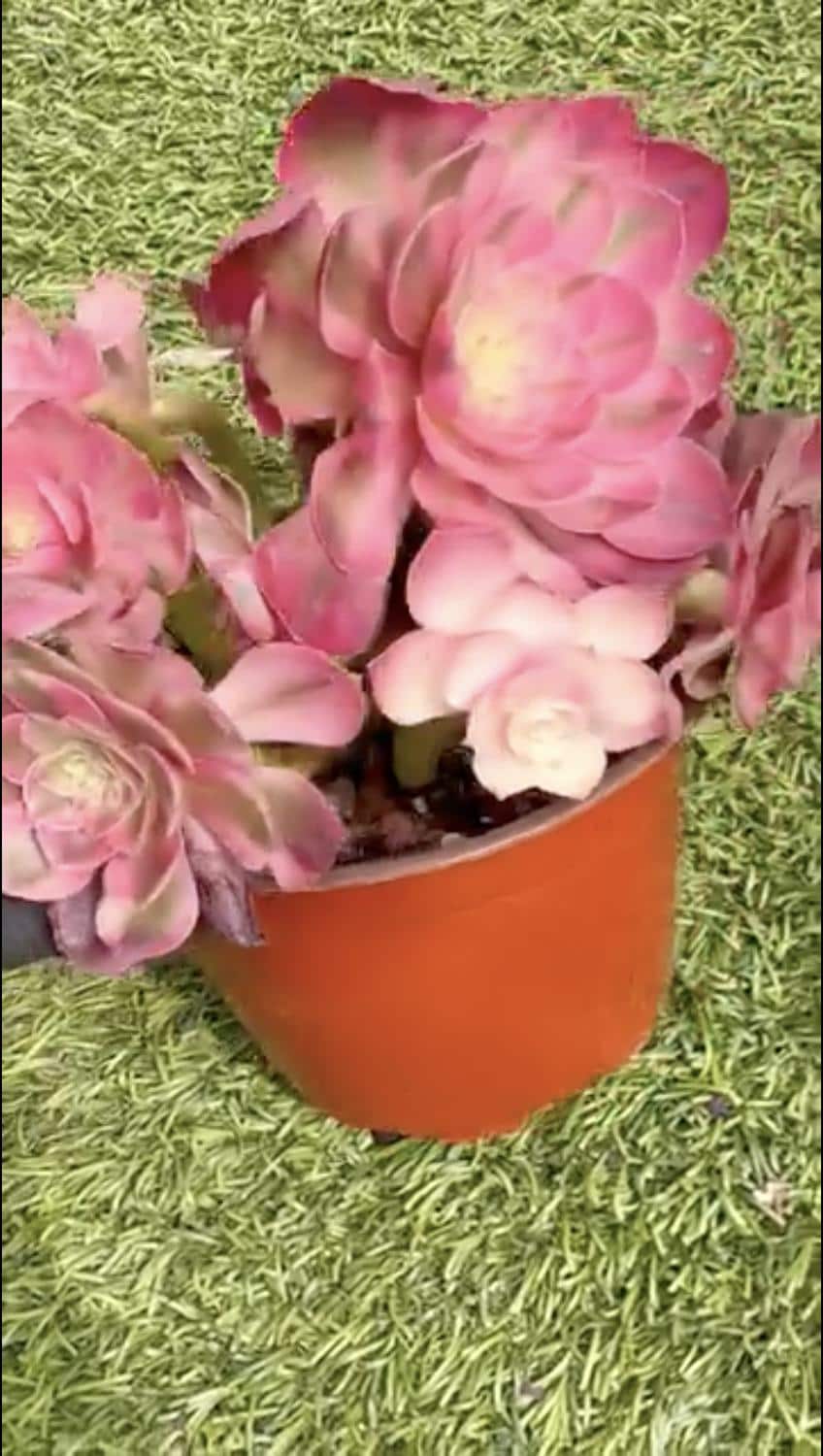 Aeonium Qing Cheng Variegated | Rare Imported Succulent | Collector’s Succulent