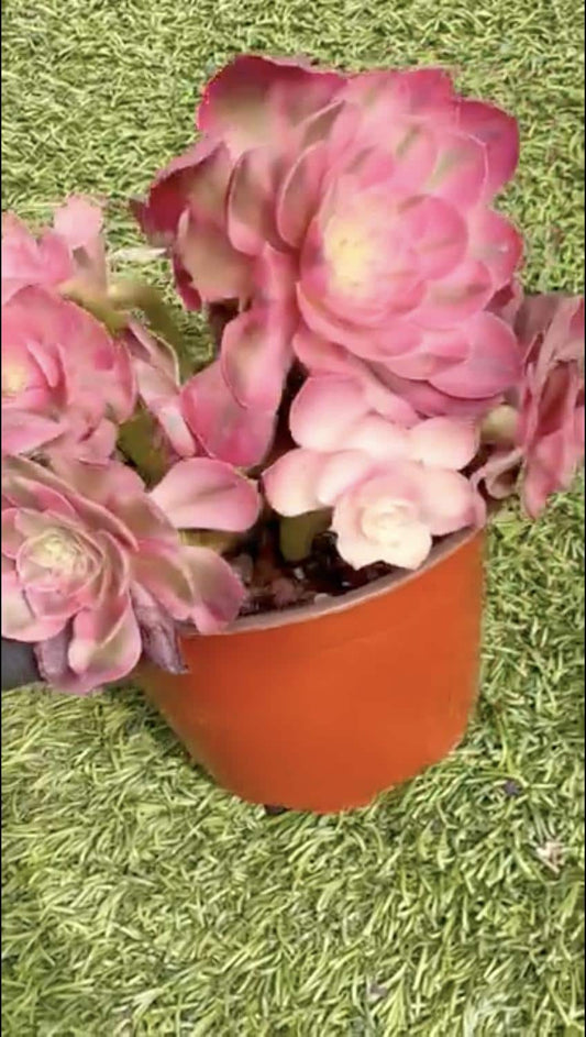 Aeonium Qing Cheng Variegated | Rare Imported Succulent | Collector’s Succulent