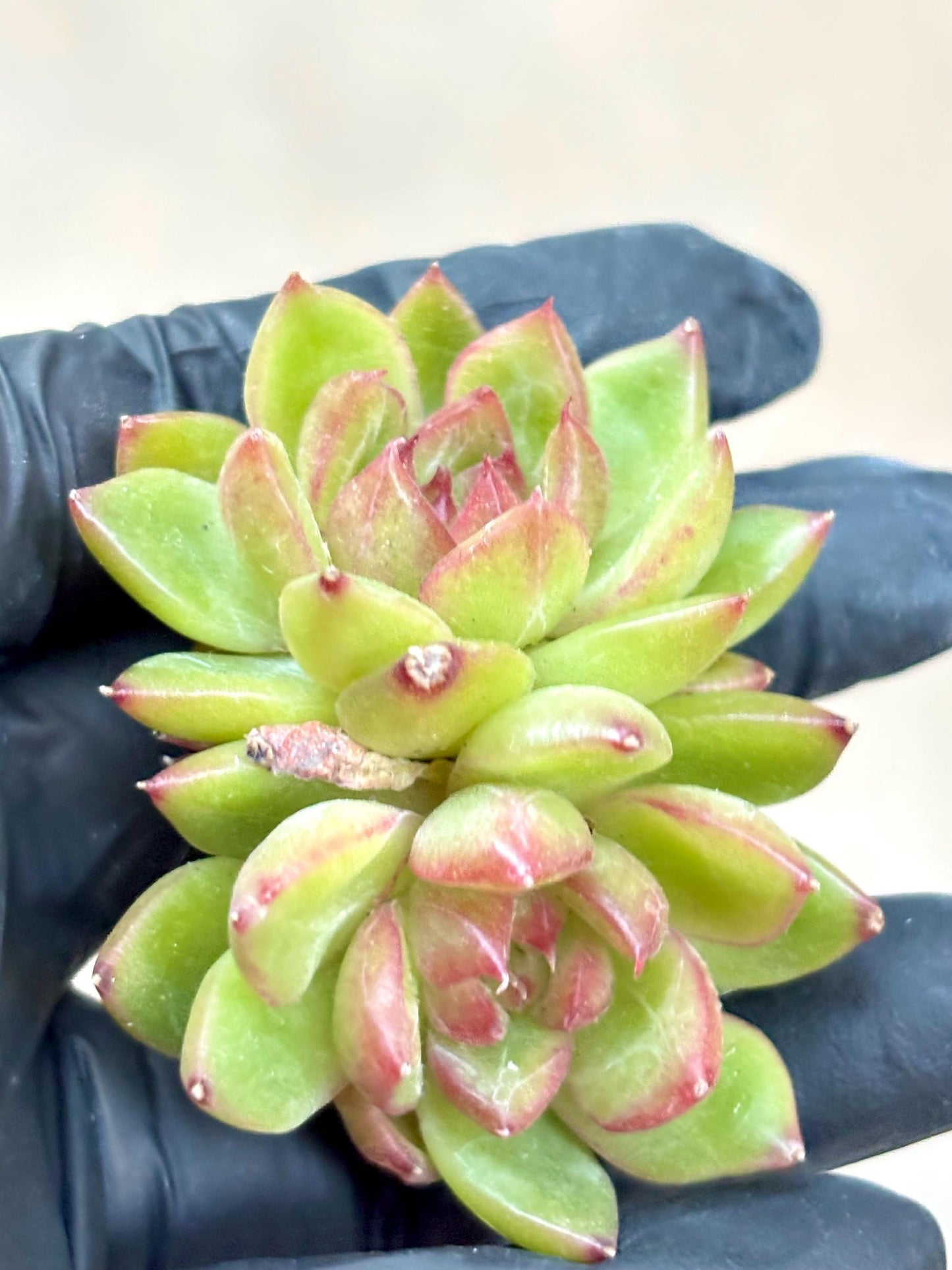 Echeveria Candy Jenny size ~2.5” | Live Succulent Plant | Echeveria Cluster | Rare Imported Echeveria | Imported Plants