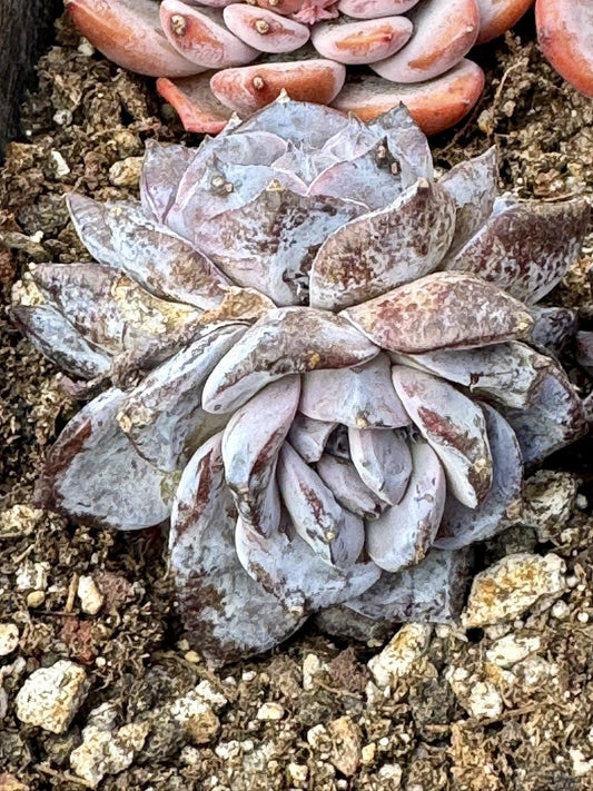 Echeveria Ocean Star | Rare Imported Succulent | Collector’s Succulent