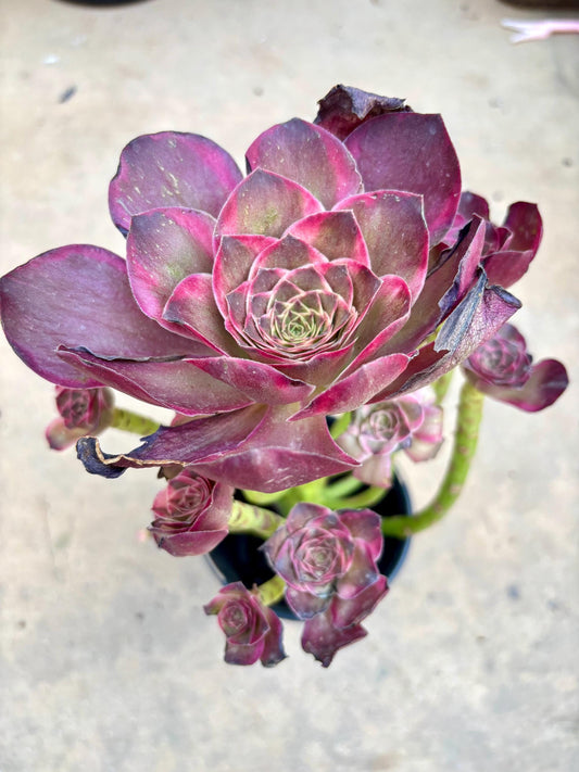 Aeonium Gold Rose Variegated | Live Succulent Plant | Korean Succulent | Rare Imported Echeveria | Imported Plants