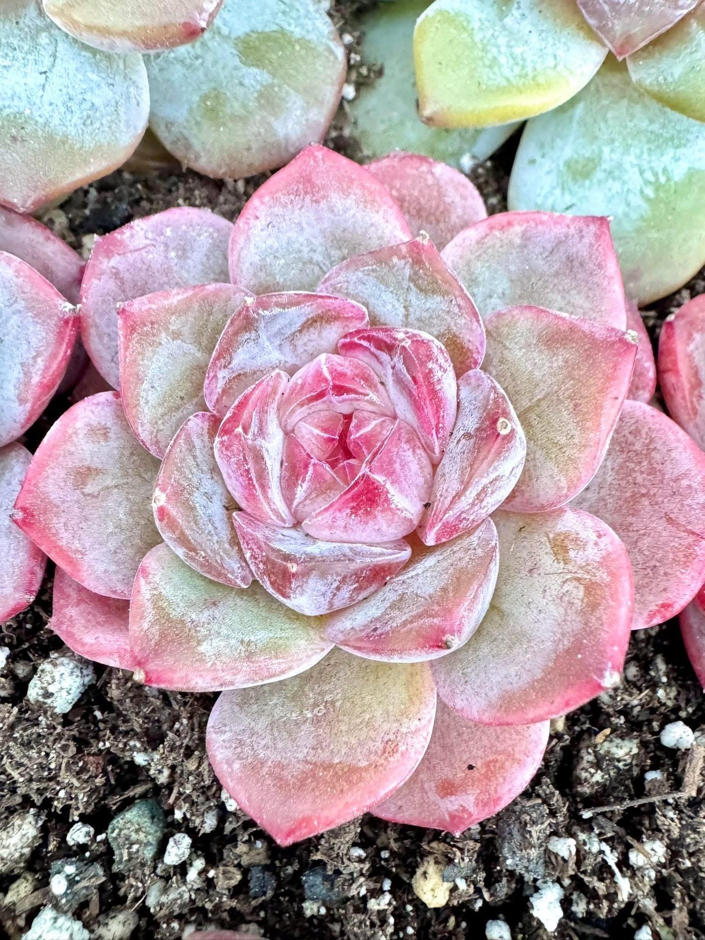 Echeveria Xiao Xiang | Live Succulent Plant | Korean Succulent | Variegated Echeveria | Imported Plants