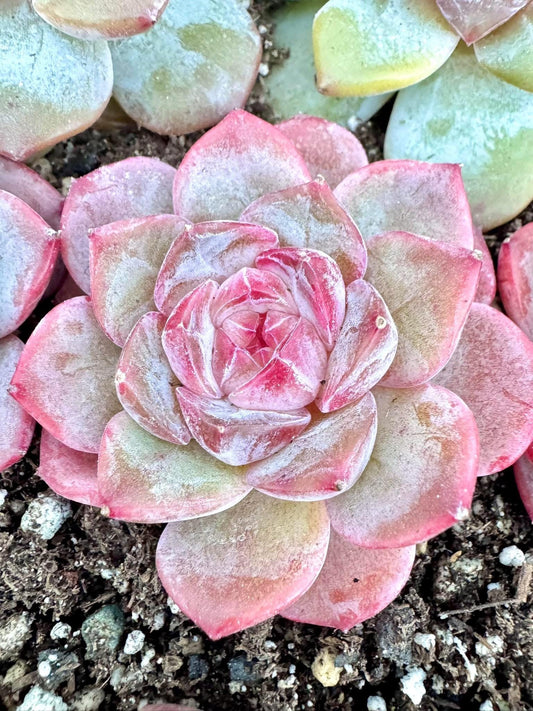 Echeveria Xiao Xiang | Live Succulent Plant | Korean Succulent | Variegated Echeveria | Imported Plants
