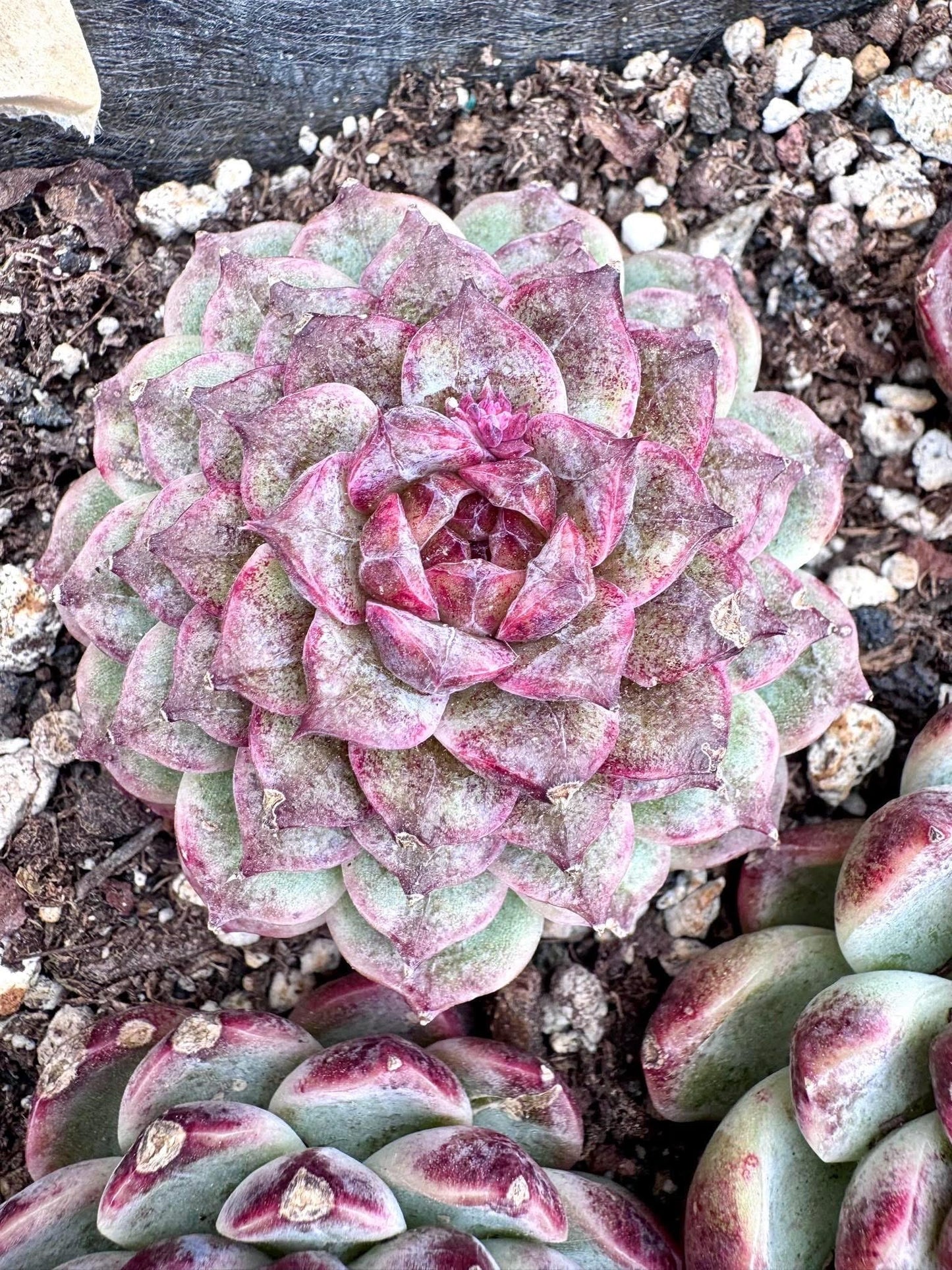 Echeveria Crystal Saroji | Rare Imported Succulent | Collector Succulent