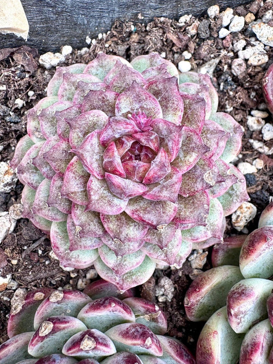 Echeveria Crystal Saroji | Rare Imported Succulent | Collector Succulent