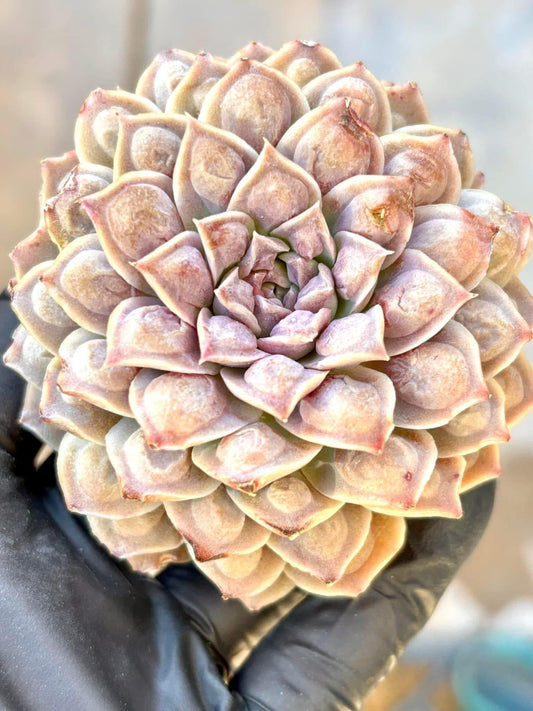 Echeveria Heart Choice | Live Succulent Plant | Rare Imported Echeveria | Imported Plants