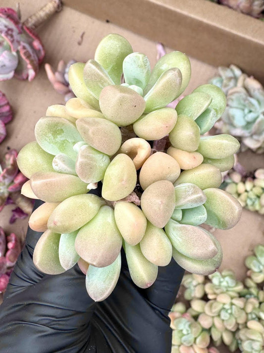 Echeveria Purple Taro | Rare Imported Succulent | Collector’s Succulent