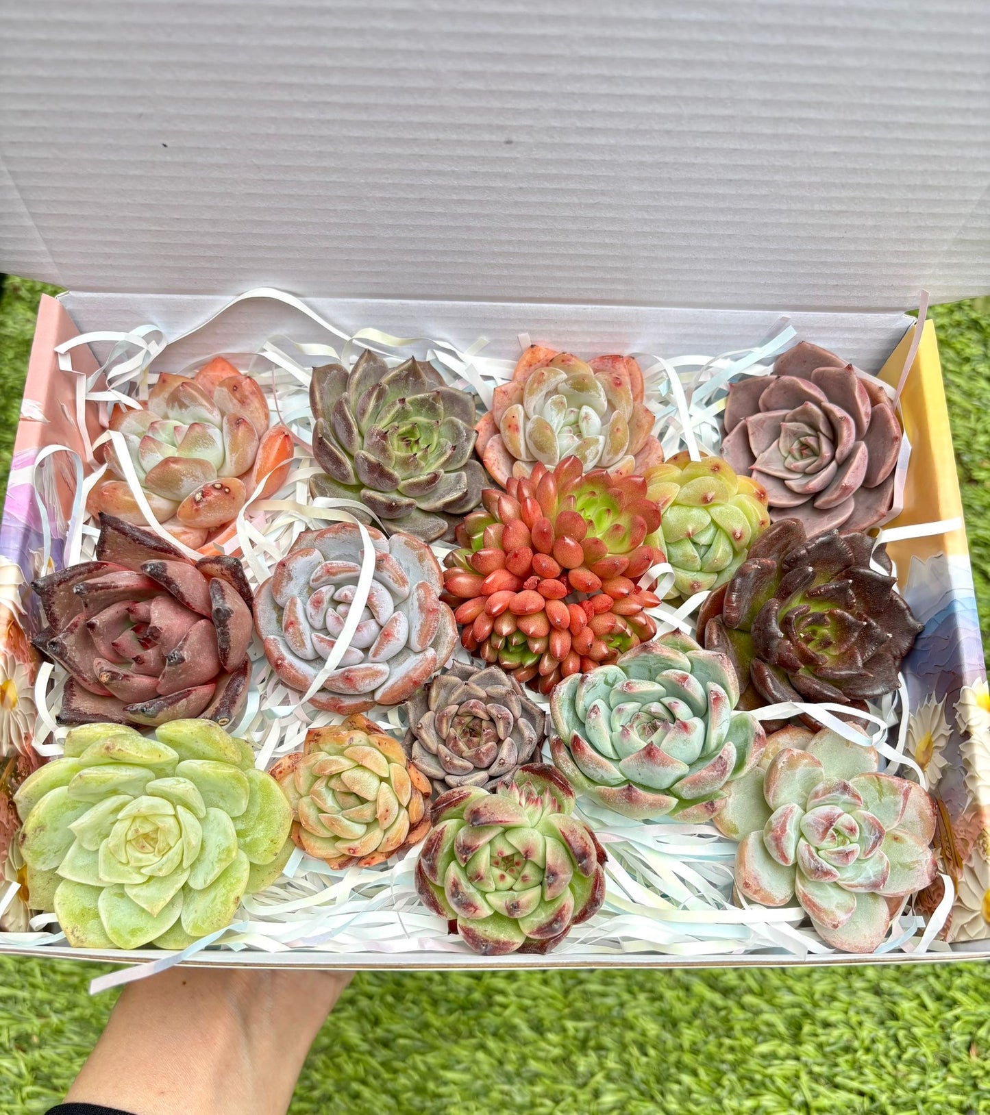 Echeveria Gift Box - 15 Pcs Live Succulent Plants - Gift Basket - Assorted Color Succulent Plants