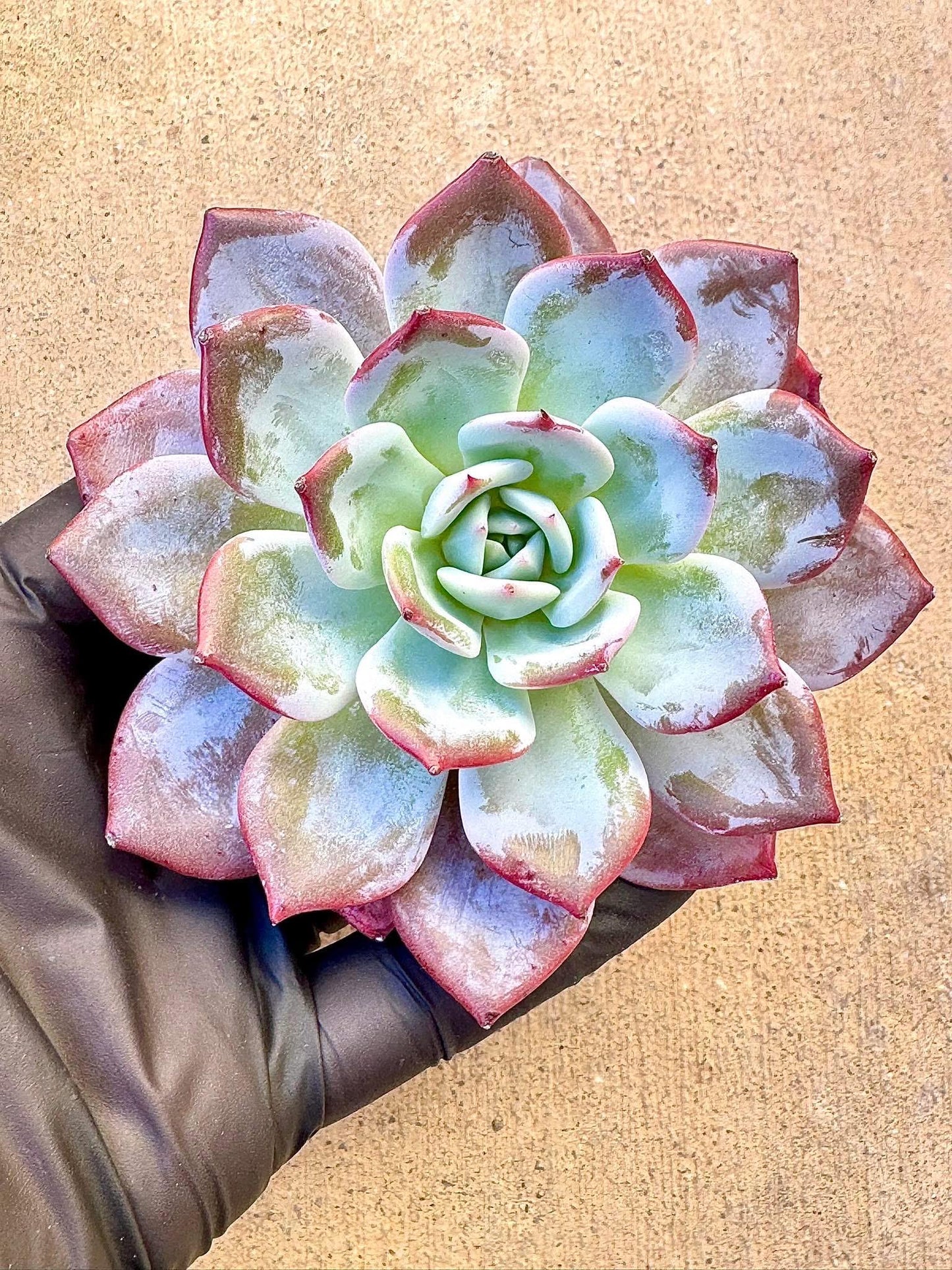 Echeveria Purple Fairy | Live Succulent Plant | Korean Succulent | Variegated Pachyveria | Imported Plants