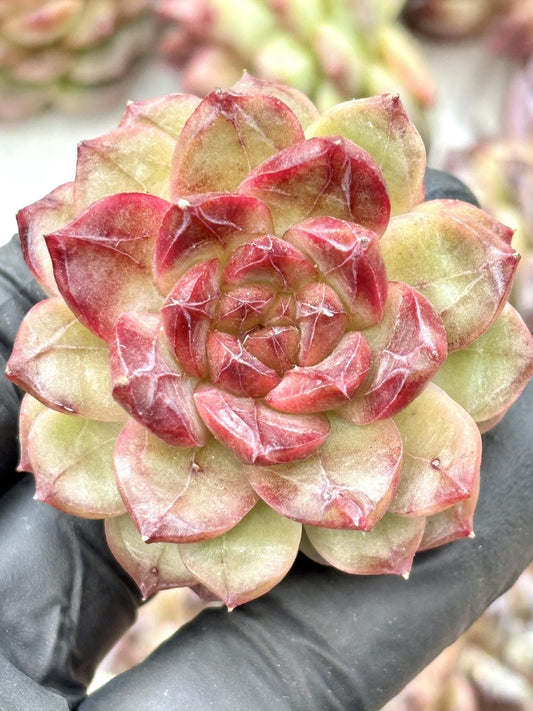 Echeveria Audrey | Live Succulent Plant | Korean Succulent | Variegated Echeveria | Imported Plants