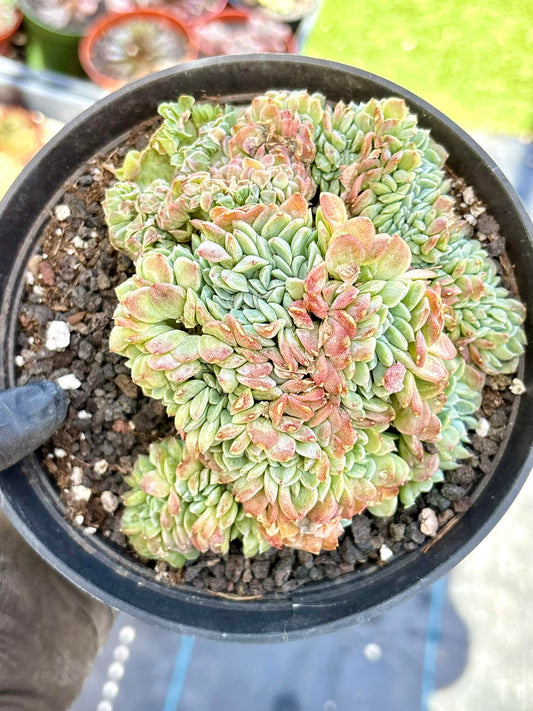 Echeveria Cream Beauty Crested | Live Succulent Plant | Korean Succulent | Rare Imported Echeveria | Imported Plants