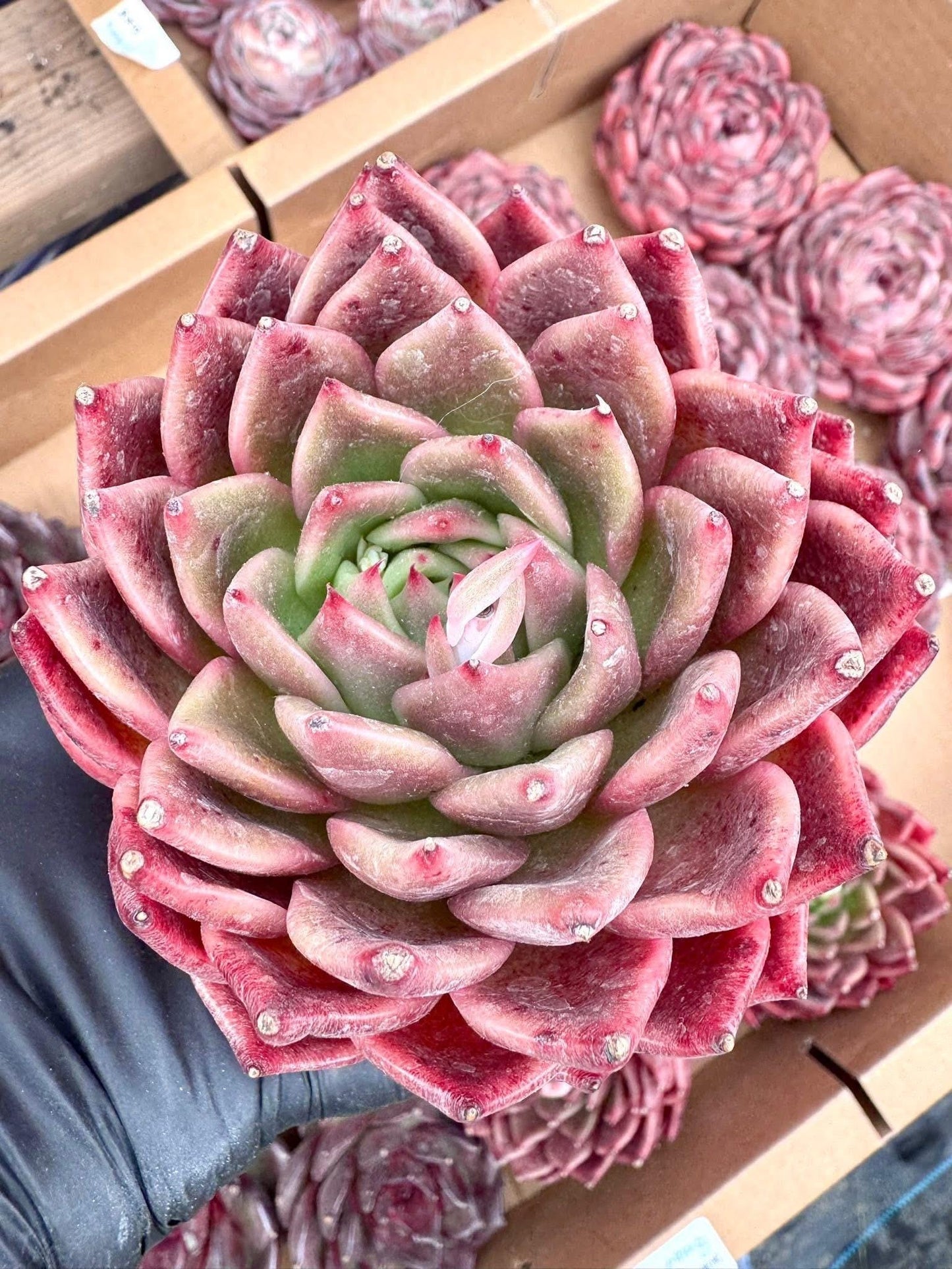 Echeveria Genbu | Rare Imported Succulent | Collector’s Succulent