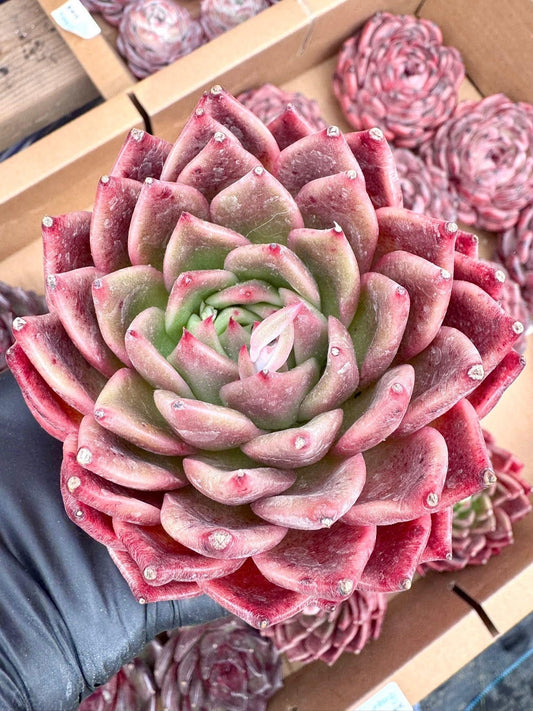 Echeveria Genbu | Rare Imported Succulent | Collector’s Succulent