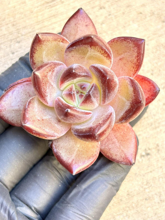 Echeveria Moon Demon | Live Succulent Plant | Imported Plants | Imported Echeveria