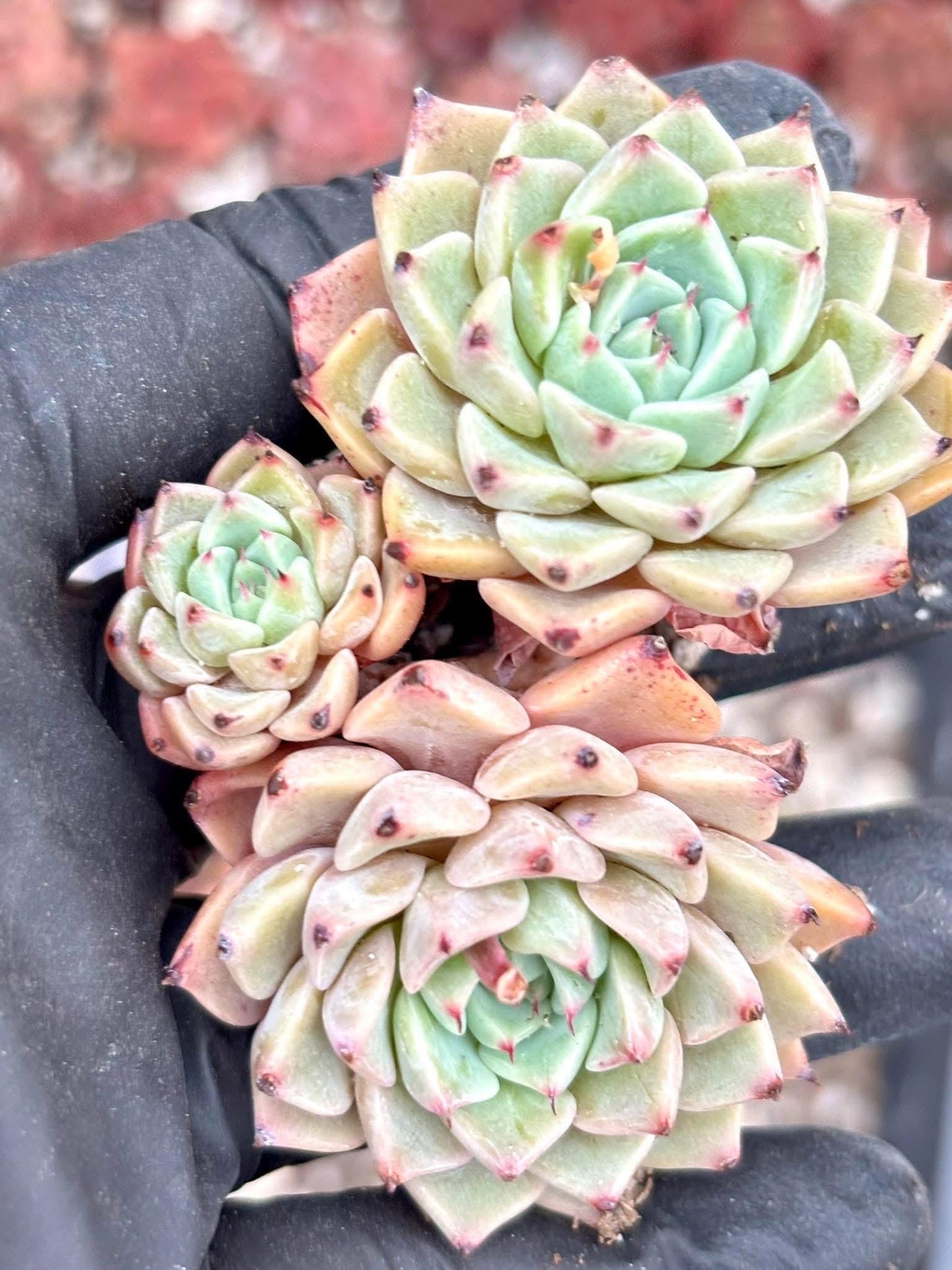 Echeveria Saroji Live Succulent Plant | Korean Succulent | Rare Imported Echeveria | Imported Plants