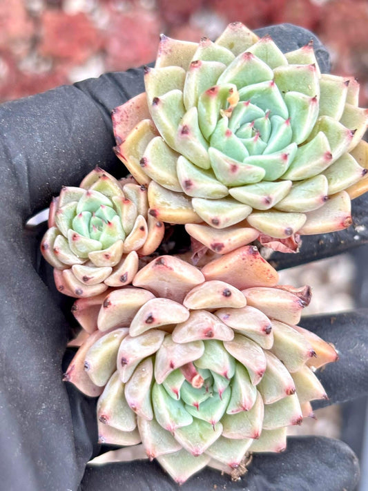 Echeveria Saroji Live Succulent Plant | Korean Succulent | Rare Imported Echeveria | Imported Plants