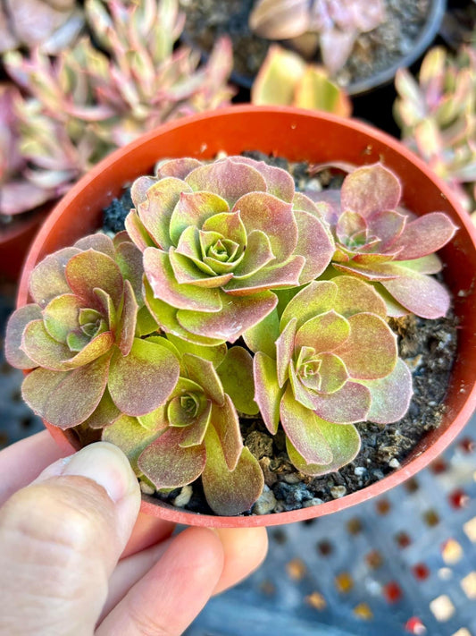 Greenovia XiaPei | Live Succulent Plant | Echeveria Cluster | Rare Imported Echeveria | Imported Plants