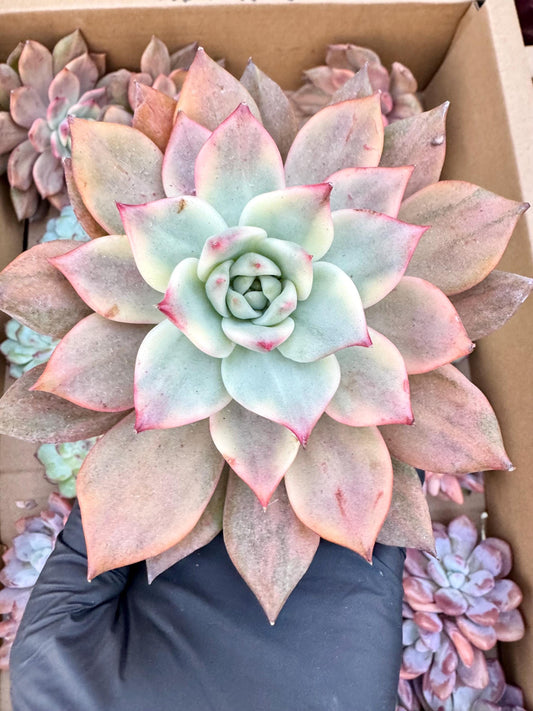 Echeveria Carmela Variegated | Live Succulent Plant | Korean Succulent | Rare Imported Echeveria | Imported Plants
