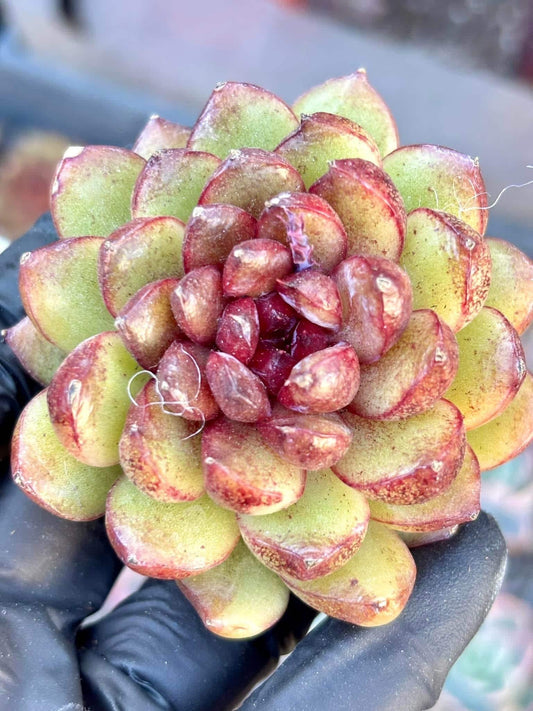 Echeveria Crete | Live Succulent Plant | Imported Plants | Imported Echeveria