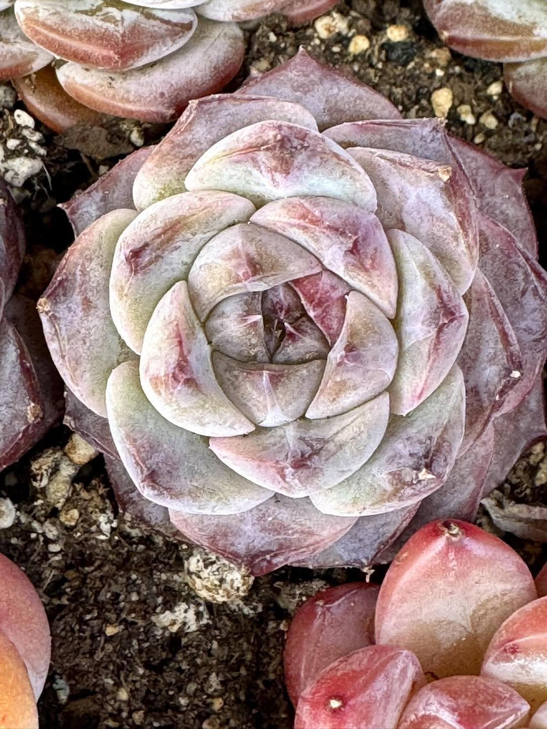 Echeveria Snow Peak | Rare Imported Succulent | Collector’s Succulent