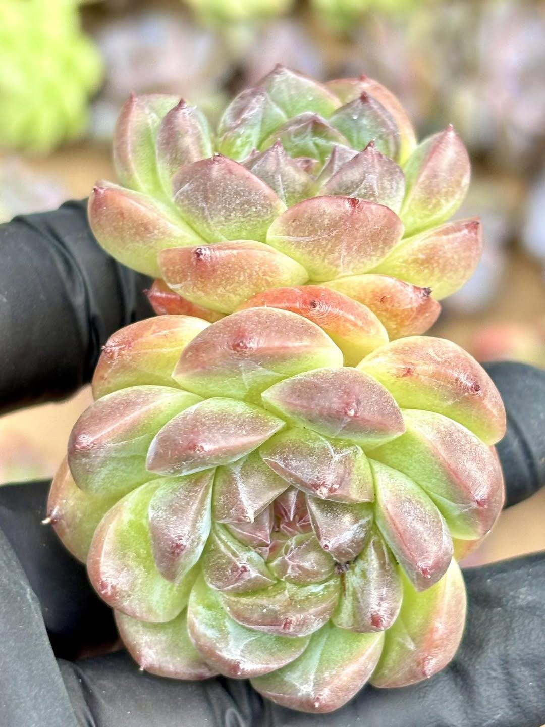 Echeveria Spring Breeze | Live Succulent Plant | Korean Succulent | Rare Imported Echeveria | Imported Plants
