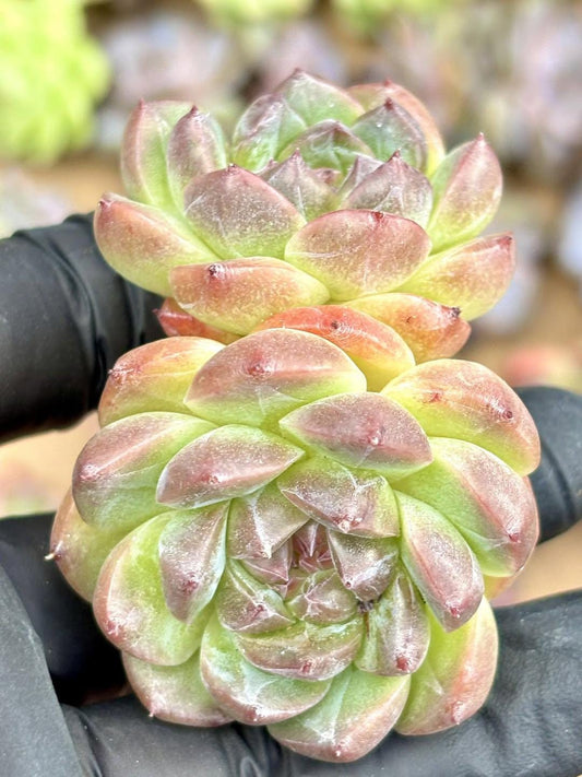 Echeveria Spring Breeze | Live Succulent Plant | Korean Succulent | Rare Imported Echeveria | Imported Plants
