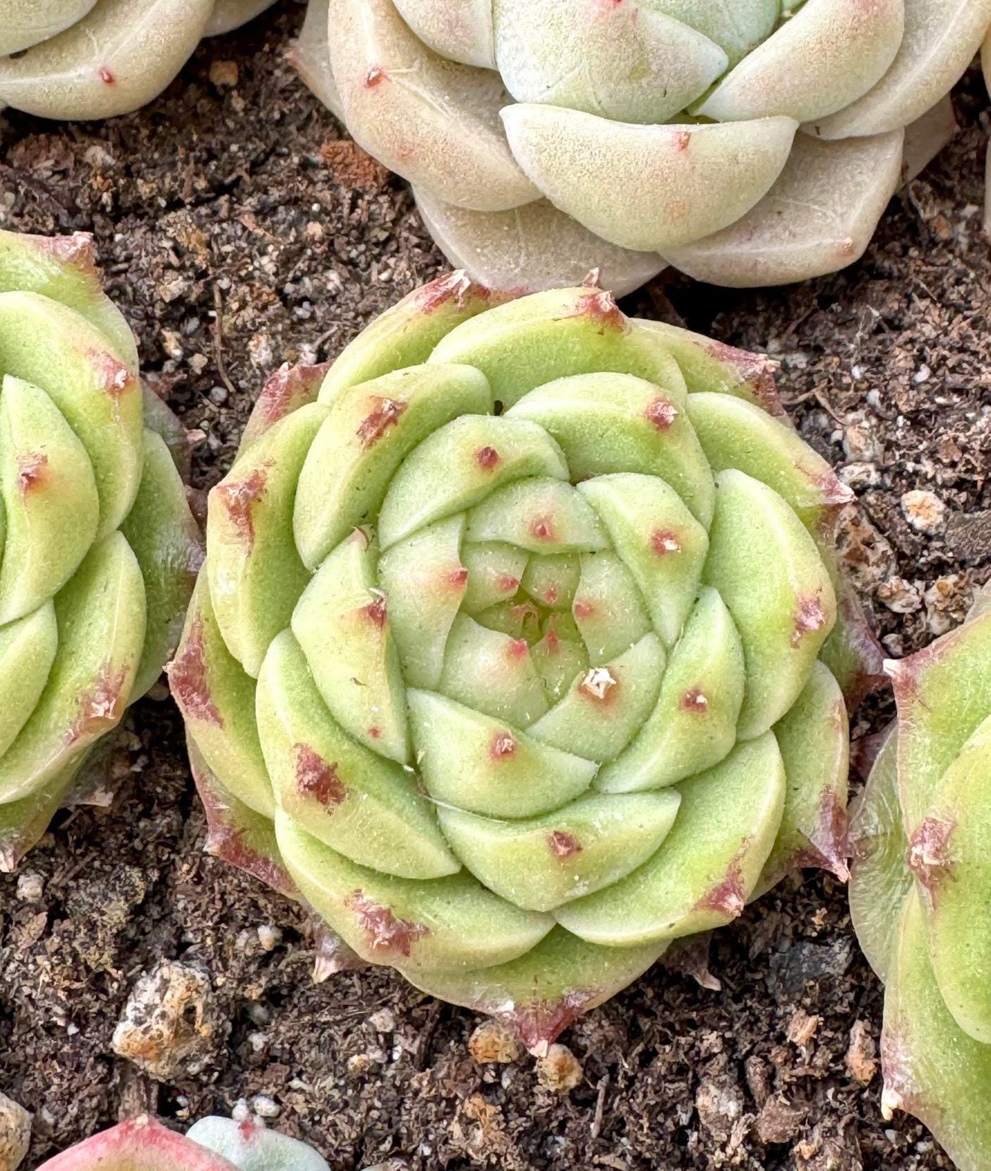 Echeveria Sea Urchin | Rare Imported Succulent | Collector Succulent