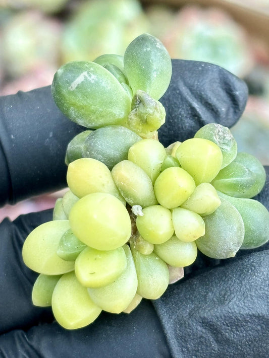 Pachyphytum compactum variegated | Live Succulent Plant | Echeveria Cluster | Rare Imported Echeveria | Imported Plants