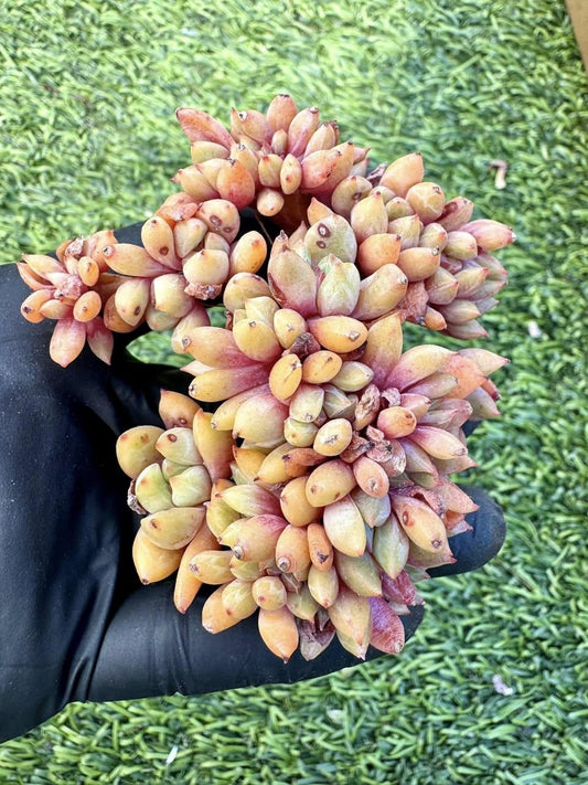 Echeveria Echo Crested | Rare Imported Succulent | Collector’s Succulent