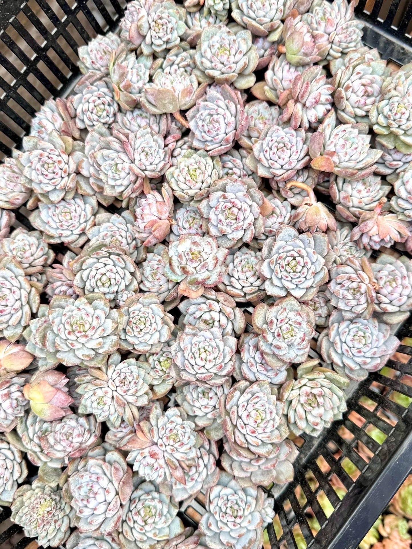 Echeveria Lotus Blossom (5pcs) | Live Succulent Plant | Korean Succulent | Rare Imported Echeveria | Imported Plants